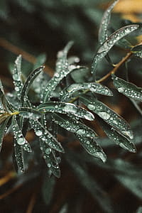 Green-leafed Plants thumbnail