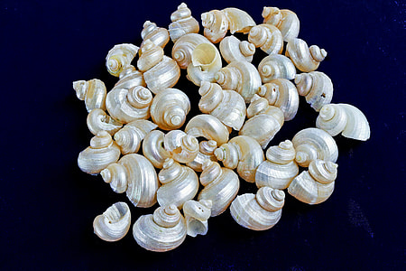 Marine Conches, Mother Of Pearl thumbnail