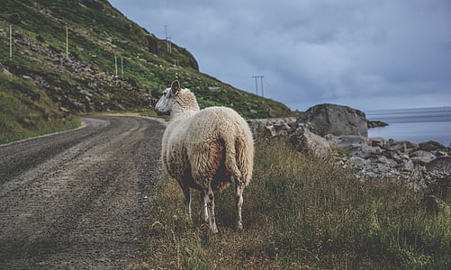sheep beside road thumbnail