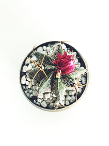 macro photography green cactus thumbnail