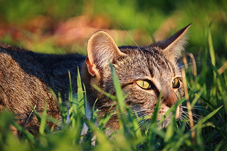 brown tabby cat on green grasses thumbnail