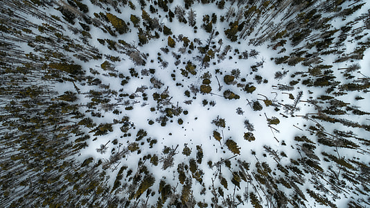 aerial photography of snow-covered forest thumbnail
