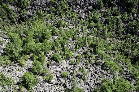 Shrubs and Small Trees on Ouimet Canyon Floor, Ontario, Canada thumbnail