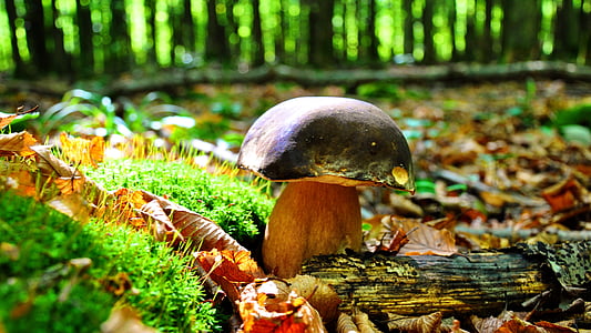 closeup photo of beige mushroom thumbnail