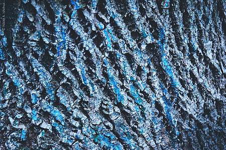 Closeup shot of tree bark details thumbnail