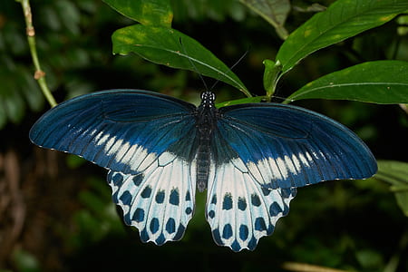 blue and white butterfly on green leaf plant thumbnail