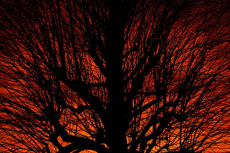 silhouette of tree thumbnail