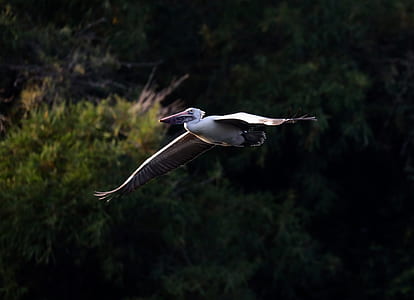 selective focus photo of brown and white pelican flying during daytime thumbnail