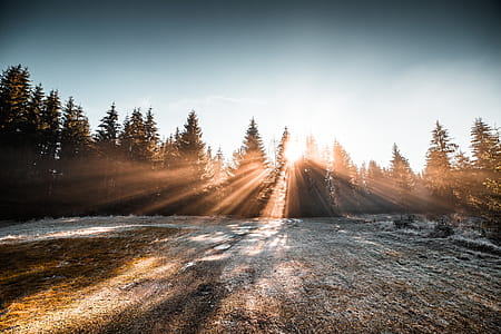 Frozen Morning in Winter Forest thumbnail
