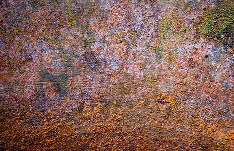 photo of orange and green mosses thumbnail