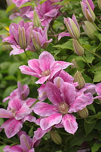 pink flowering plant thumbnail