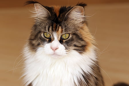 white, brown, and black main coon cat thumbnail