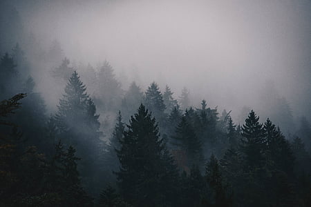 aerial photo of trees covered with fog thumbnail