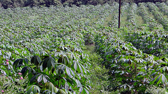 field of green plants thumbnail