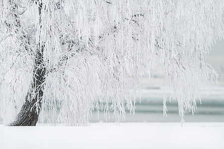 white tree thumbnail