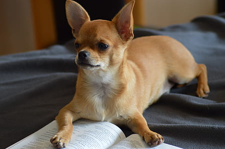 adult fawn Chihuahua laying on book and black bedspread thumbnail