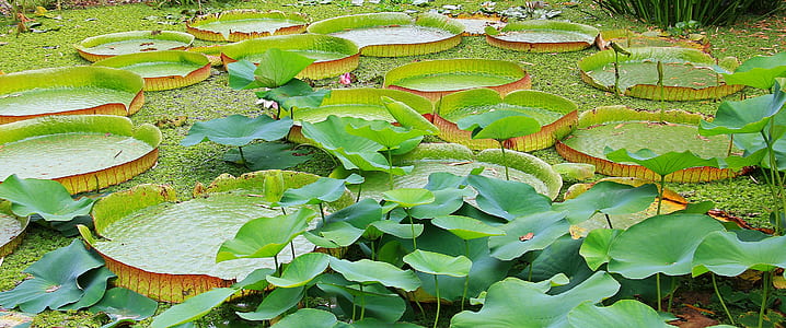 green lili plant on body of water thumbnail