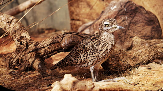 brown quail thumbnail