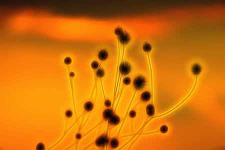 brown plants under orange clouds thumbnail
