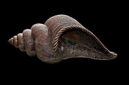 photo of brown shell thumbnail