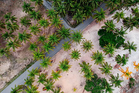 Low Angle Photography of Green Leaf Trees thumbnail