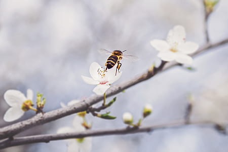 nature, flowers, garden, animal thumbnail