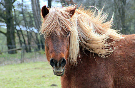 brown and beige horse near tall trees at daytime\ thumbnail