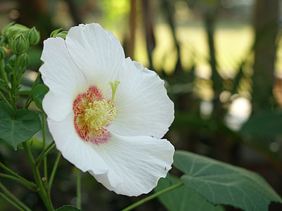 Hibiscus, Dog Head Hibiscus thumbnail