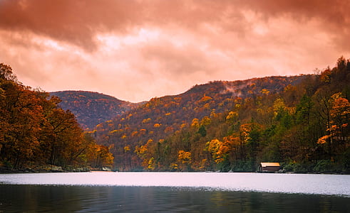 brown and green tree lot surrounded by body of water thumbnail