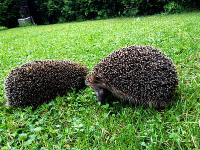 two black porcupines on green grass thumbnail