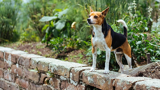 Dog On Wall Photo thumbnail