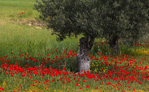 field of common poppy flowers thumbnail