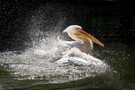 White pelican on body of water thumbnail