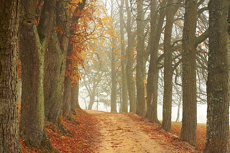 bare trees thumbnail