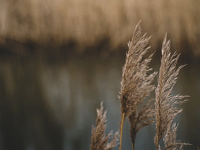selective photography of gray grass thumbnail