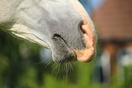 closeup photo of gray horse thumbnail