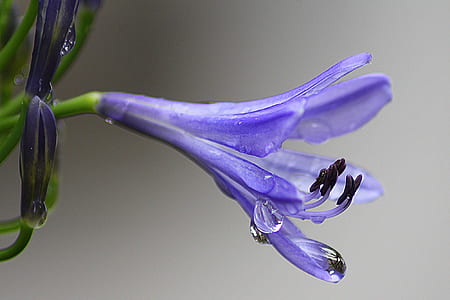 purple petaled flower in closeup photography thumbnail