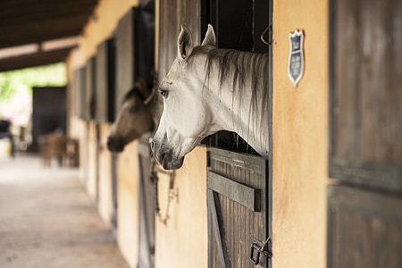white horse head inside horse ranch at daytime thumbnail