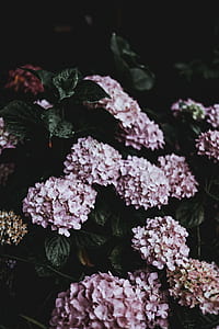 macro photography of pink flowers thumbnail