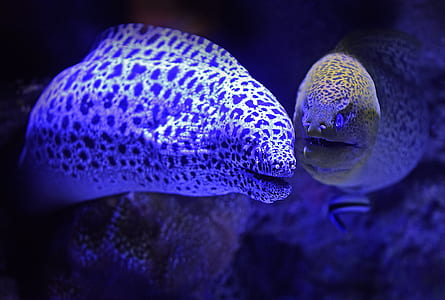 two gray eels swimming near corals thumbnail