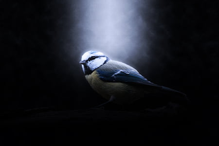 gray and white bird digital wallpaer thumbnail