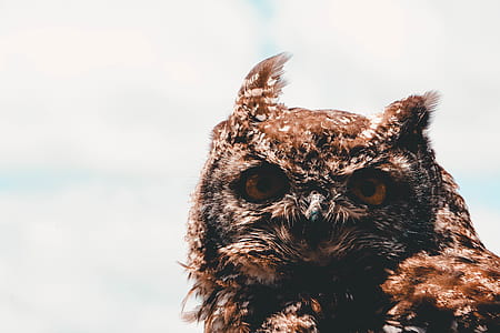 closeup photo of a brown owl thumbnail