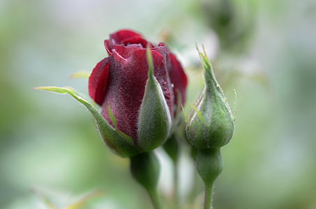 selective focus photography of red rose flower bud thumbnail