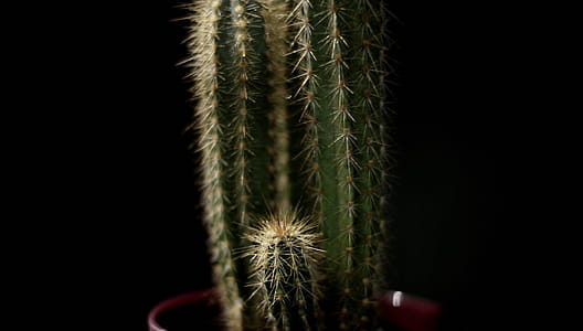 Green Castle Fairy Cactus With Black Background thumbnail