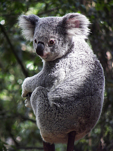selective focus photography of gray koala thumbnail