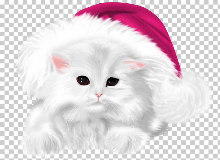 Asian Semi Longhair British Semi Longhair Turkish Angora Whiskers