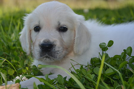 light golden retriever puppy on grass thumbnail