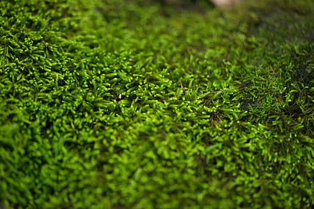 green grass thumbnail