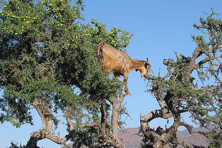 brown goat climbing on tree at daytime thumbnail