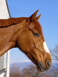 brown and white horse thumbnail